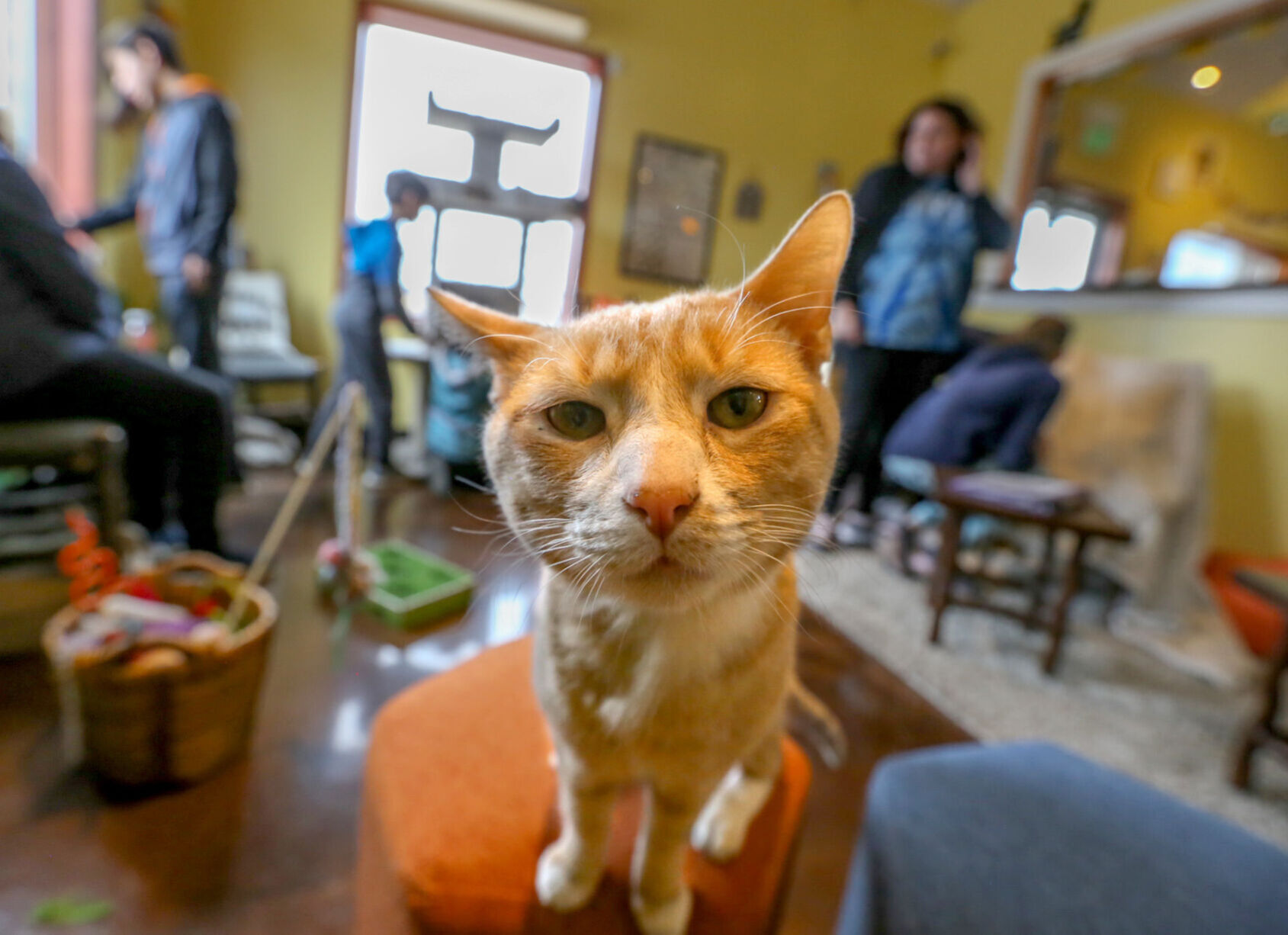 The Region Cat Cafe